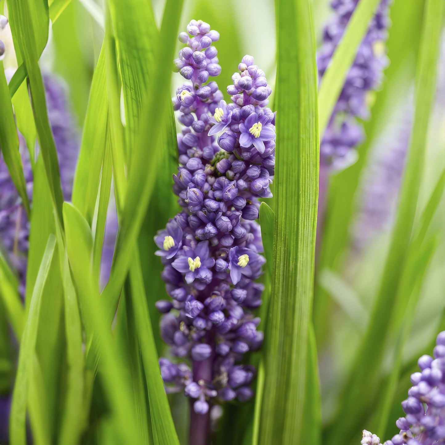 40x Liriope muscari 'Big Blue' - ↕10-25cm - Ø9cm