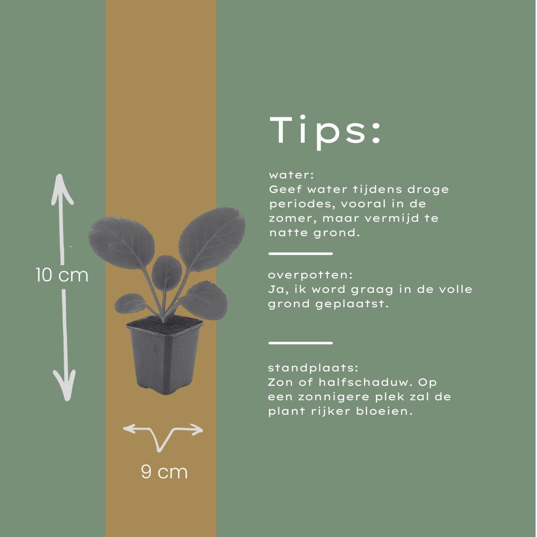 60x Heartleaf Bergenia - ↕10-25cm - Ø9cm
