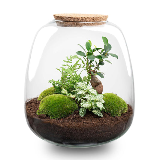 Terrario per piante - Emma - Kit fai da te - ↑ 25 cm - Ø 23 cm - Bonsai Bianco + LED