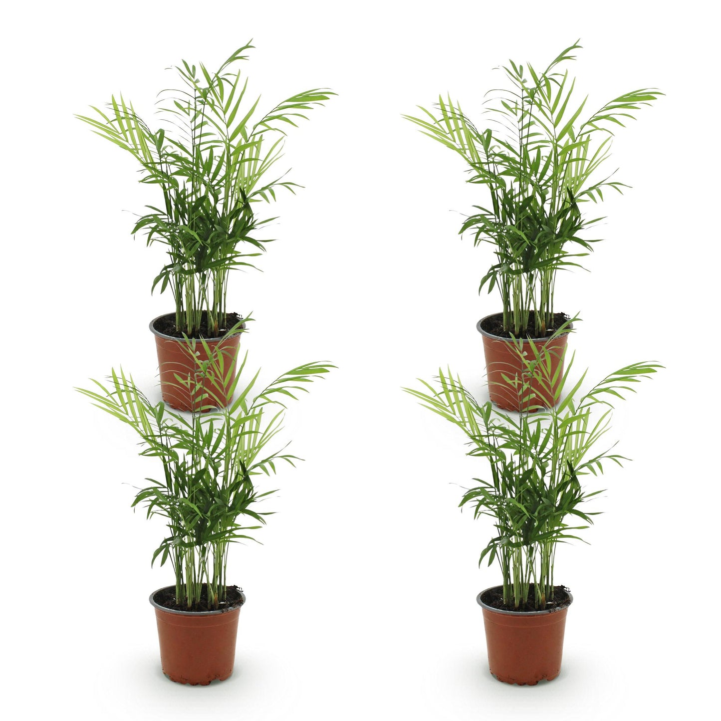 Green boutiQ - Houseplant - Chamaedorea elegans - Golden Oriole - Pet-friendly - Green - 4 Plants - 12cm Pot - Height 35-40cm
