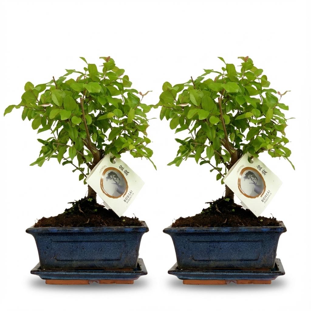 Bonsai Bol vorm Boom - 2 Stuks - Hoogte: 25-30 cm (mix keramiek)