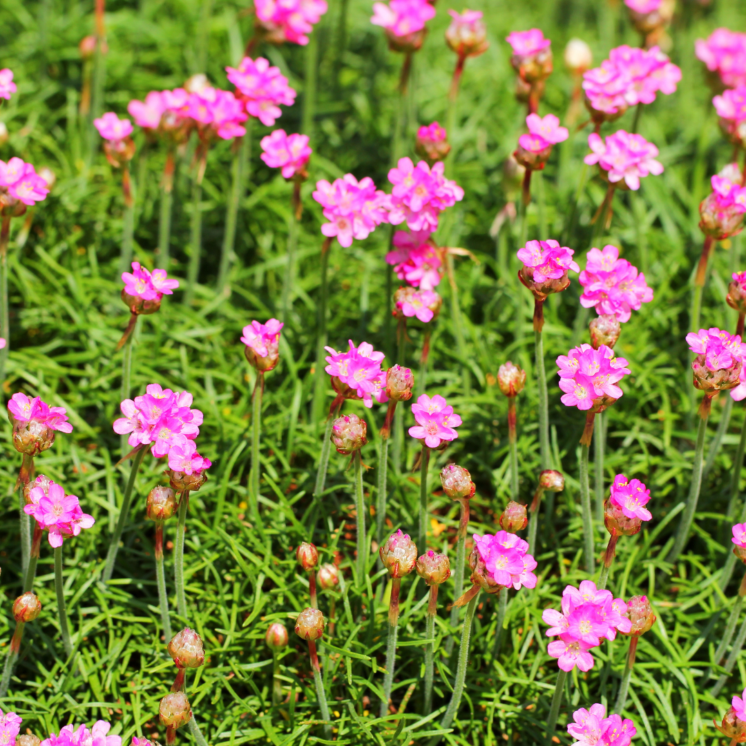 12x Armeria m. 'Splendens' - ↕10-25cm - Ø9cm