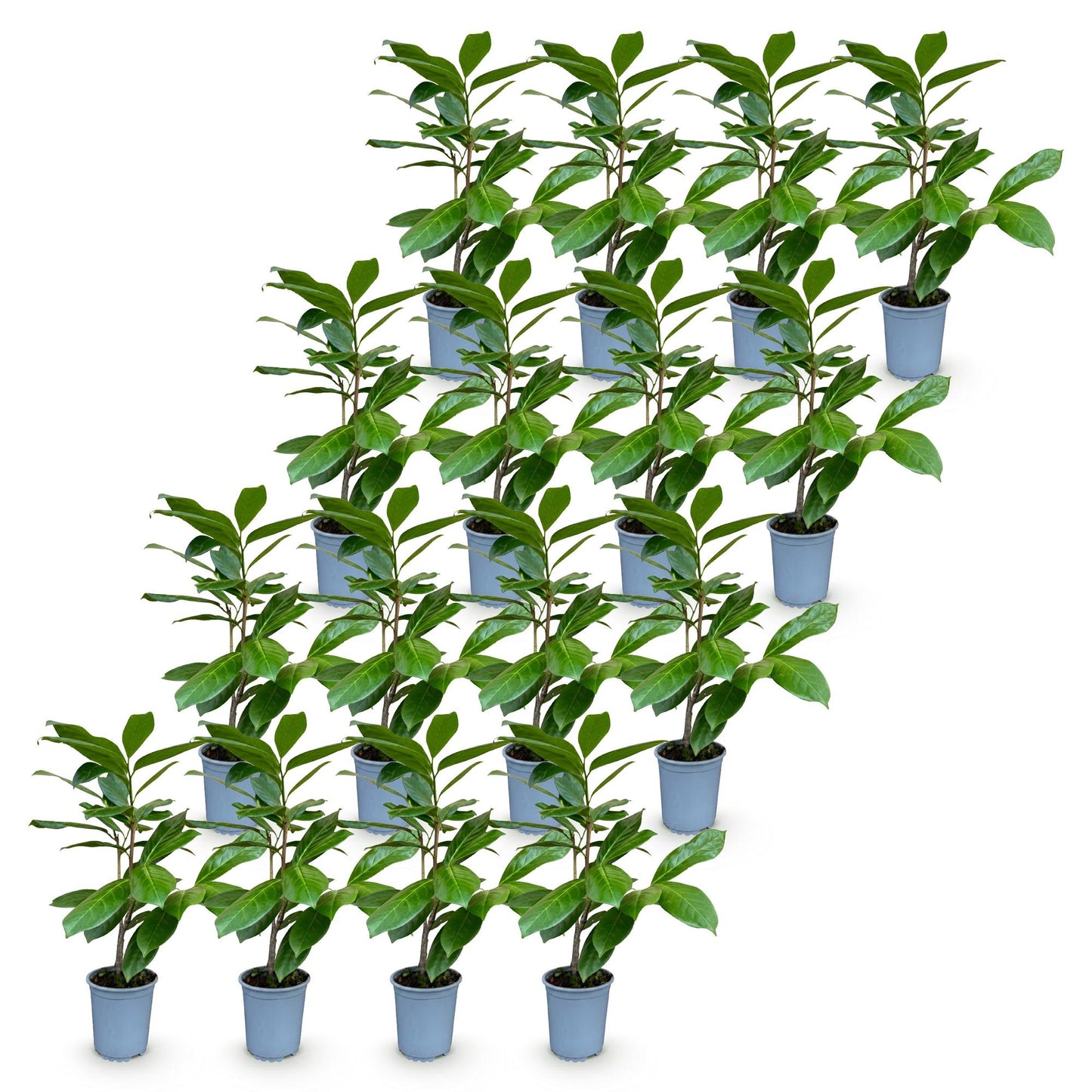Green boutiQ - 16x Prunus laur. Rotundifolia - Cherry Laurel - Hedge Plants - Evergreen - Green - Pot 9cm - Height 25-35cm