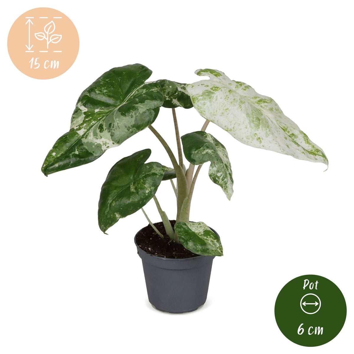Alocasia Odora Variegata - Orecchia di elefante variegata - Verde - Variegata - Tropicale - Ø6cm - ↕15cm