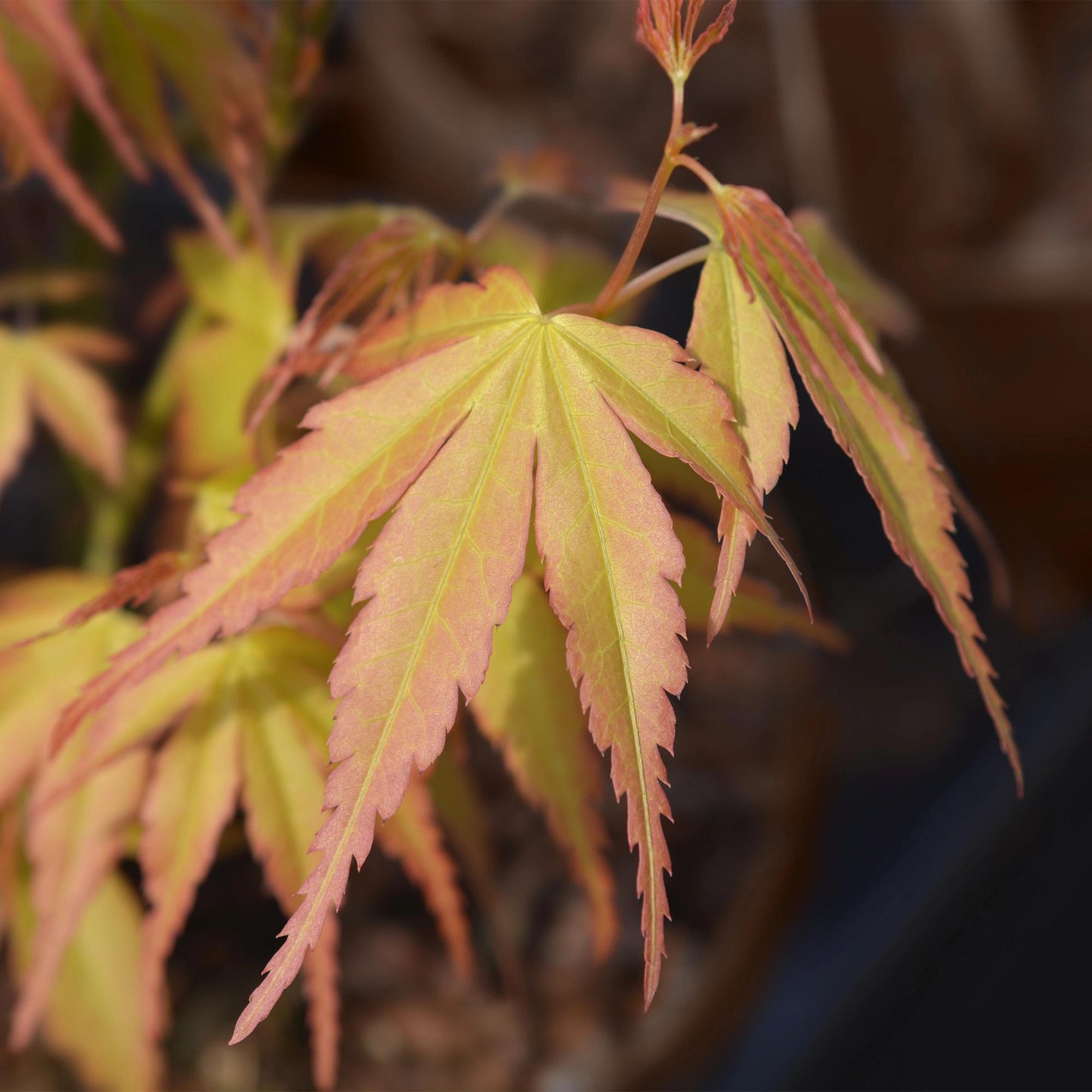 Green boutiQ - Pianta da giardino - Acer palmatum Katsura - Arancione - 1 Pianta - Decidua - Bassa manutenzione - Vaso 12 cm Altezza 35 cm