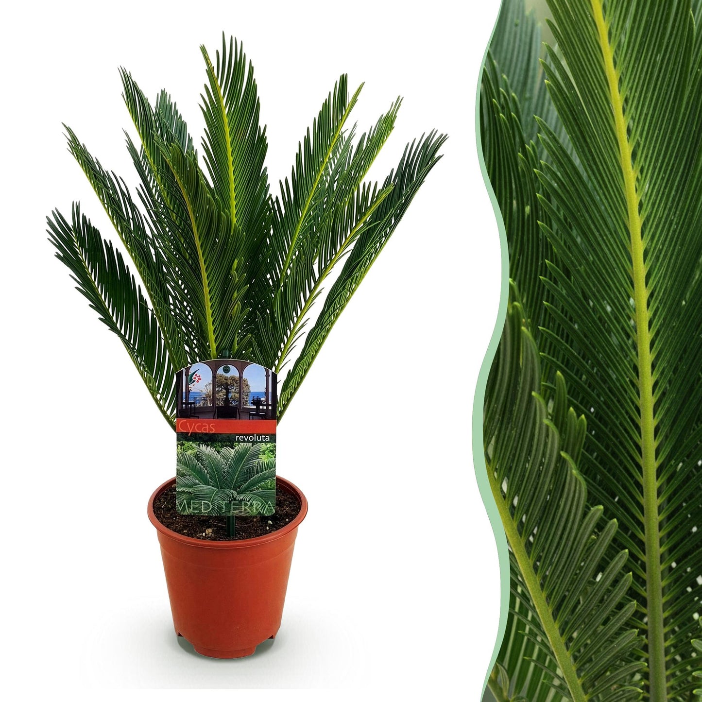 Pianta da interni - Cycas revoluta - Palma sago - Poca manutenzione - Verde - 1 - Vaso 15cm - Altezza 45-55cm