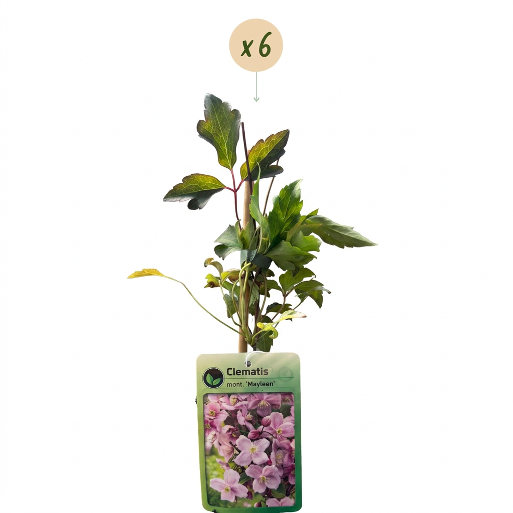 6x Clematis mont. 'Mayleen' - Bergclematis - Licht Roze - Klimplant - Ø9cm - ↕35cm