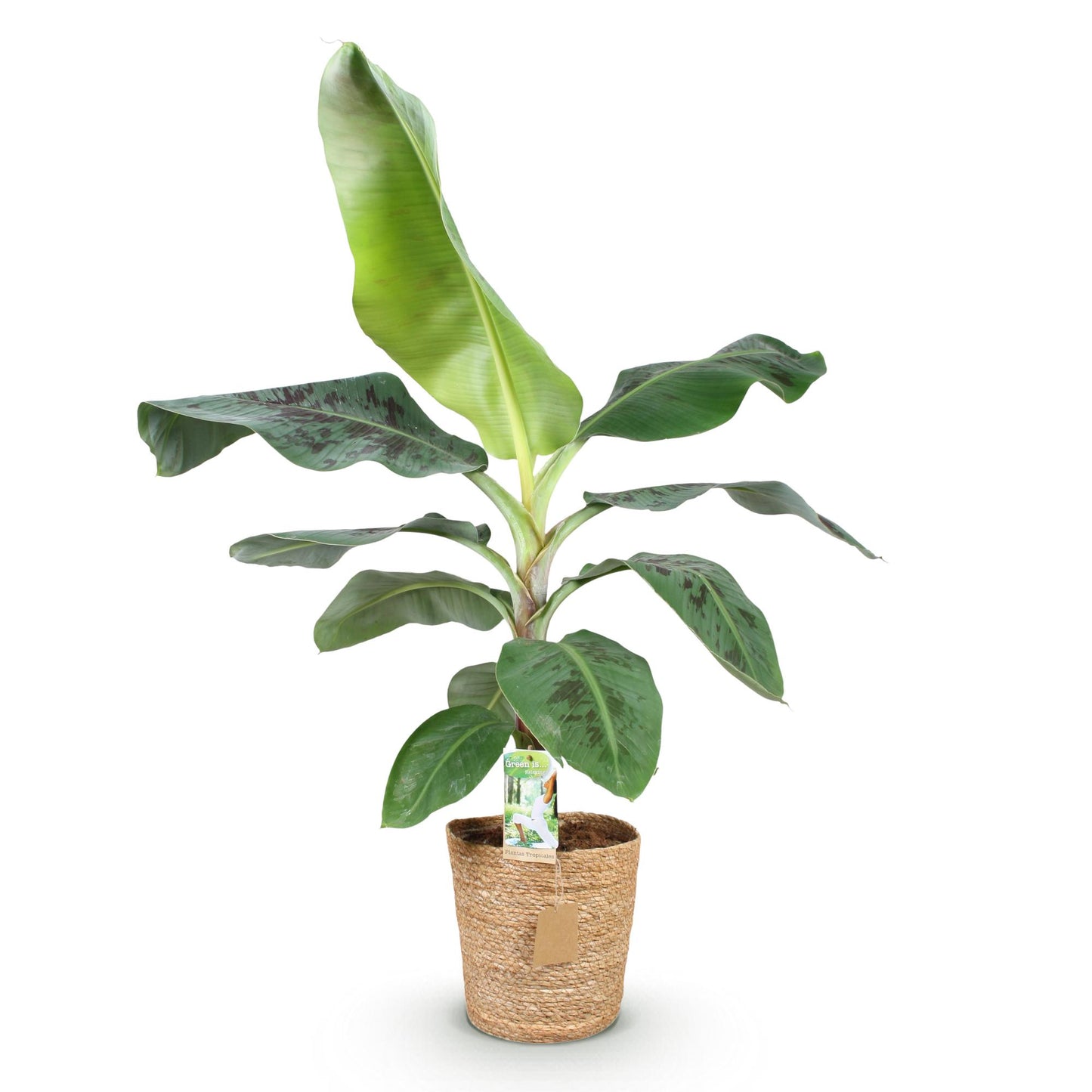Green boutiQ - Houseplants - Musa acuminata Dwarf Cavendish - Banana Plant - Low Maintenance - with Basket - Green - 1 Plant - Pot 21cm - Height 70-75cm