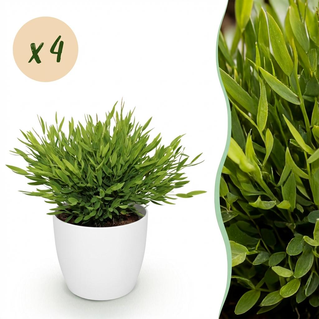 Houseplant - Bamusa Pogonatherum Monica - Bamboo Grass - Pet-Friendly Plant - Green - 4 Plants - with White Pot - Pot 12cm - Height 20cm