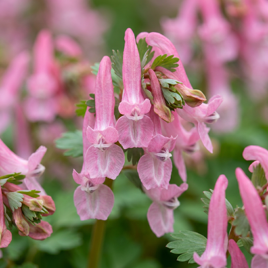 160x Corydalis Beth Evans - Fumewort Beth Evans - White and Purple - Naturalizing Bulb - Bulb Size 6/+