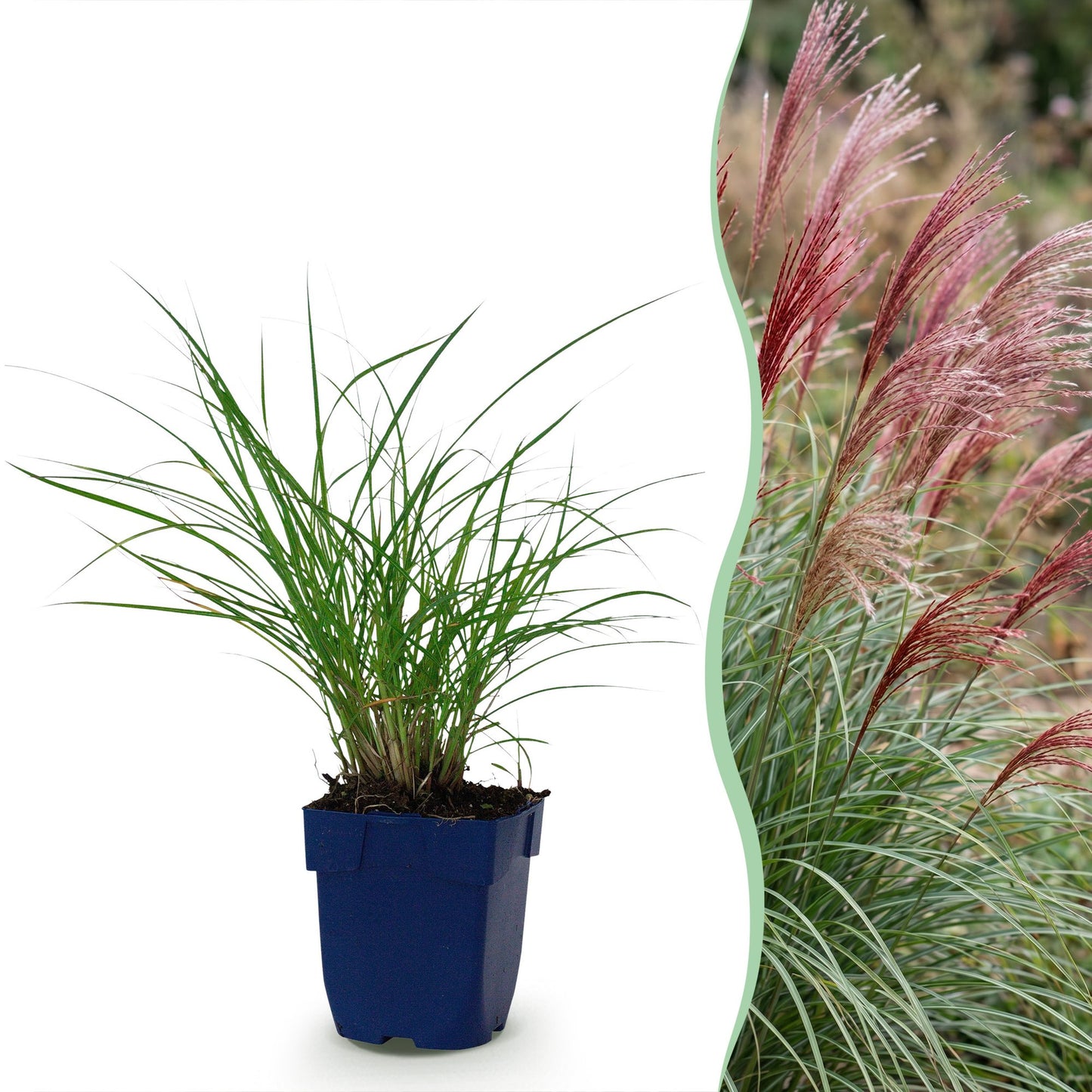 Grassen - Miscanthus sin. Red Chief - Pampusgras - Met Pluim - Groen - 12 Planten - Pot 11cm - Hoogte 15-25cm