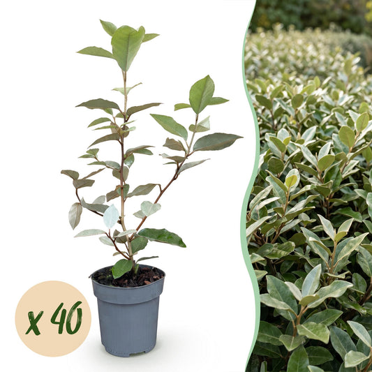 Green boutiQ - 40x Eleagnus ebbingei Compacta - Olive Willow - Hedge Plants - Evergreen - Gray - Pot 9cm - Height 25-35cm