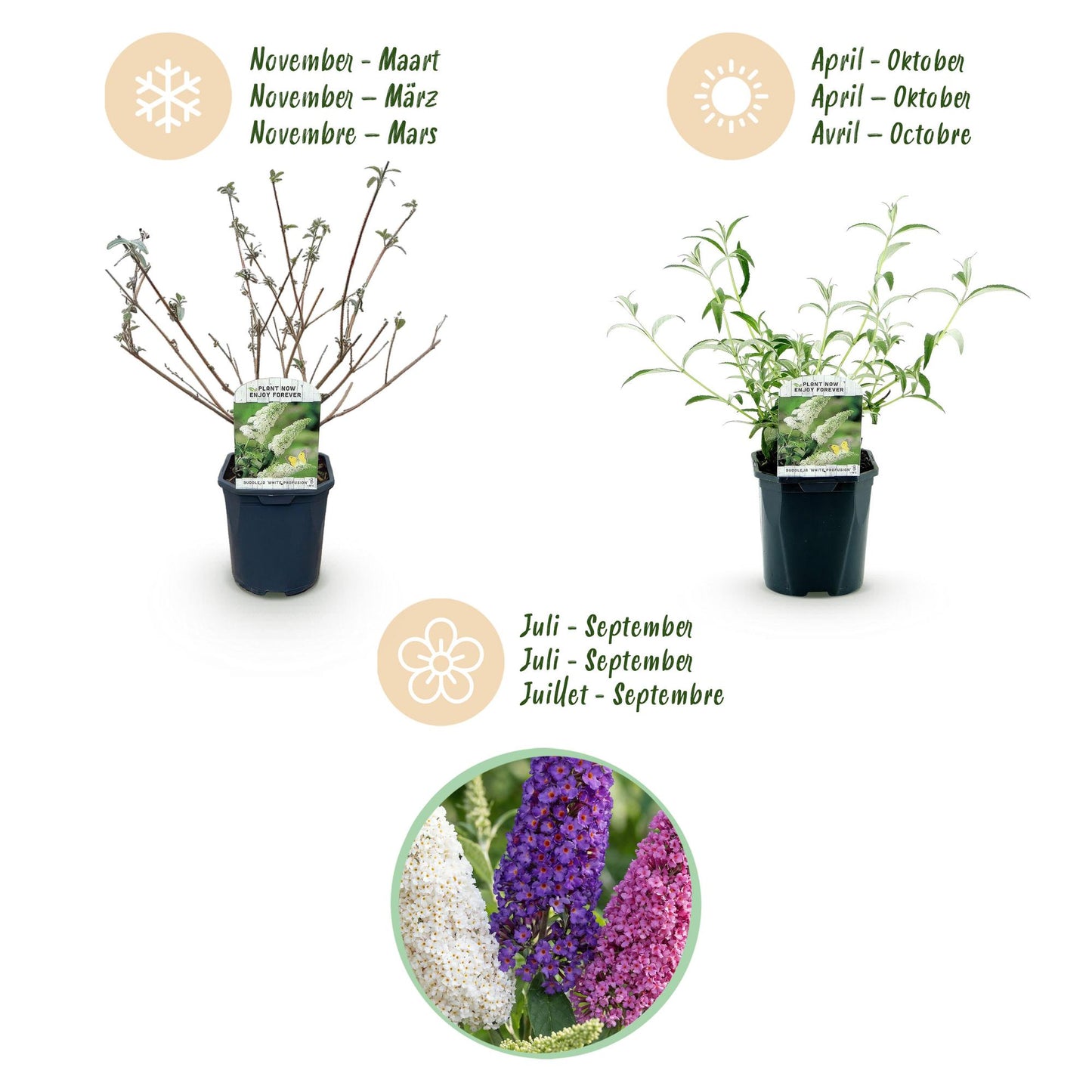 Garden Plant - Buddleja davidii Tricolour - Butterfly Bush - Hardy - Blue - Pink - White - 3 Plants - Pot 17cm - Height 45cm