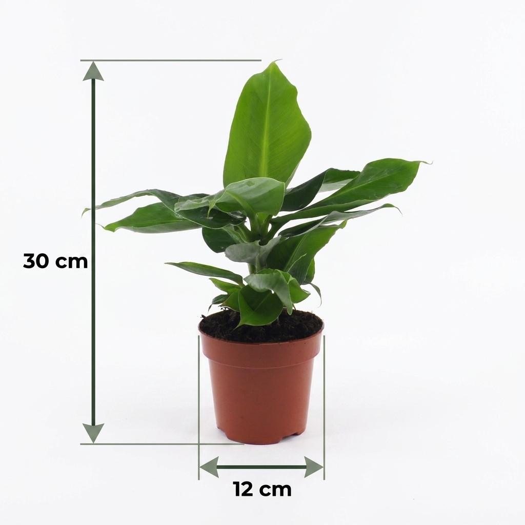 Musa Oriental Dwarf - Dwarf Banana - 1 Plant - Pot 12cm - Height - 30cm