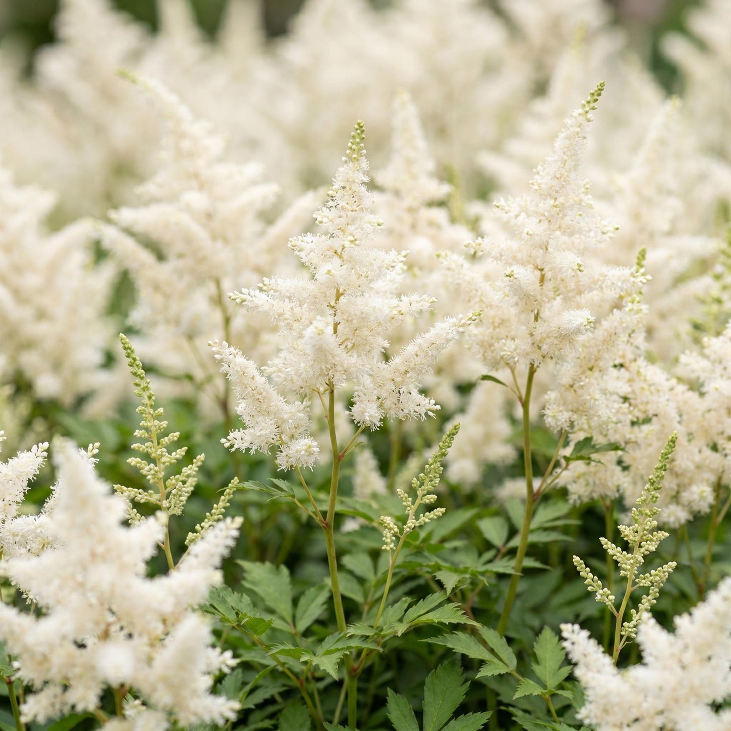 Perennial - Astilbe (J) Germany - False Spirea - Shade - White - 3 Plants - Pot 11cm - Height 15-25cm