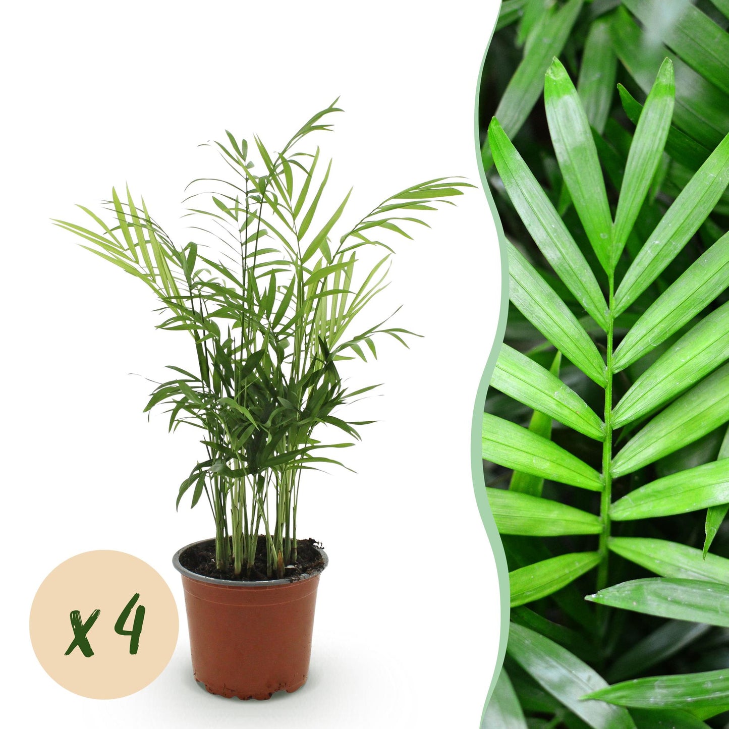 Green boutiQ - Houseplant - Chamaedorea elegans - Golden Oriole - Pet-friendly - Green - 4 Plants - 12cm Pot - Height 35-40cm