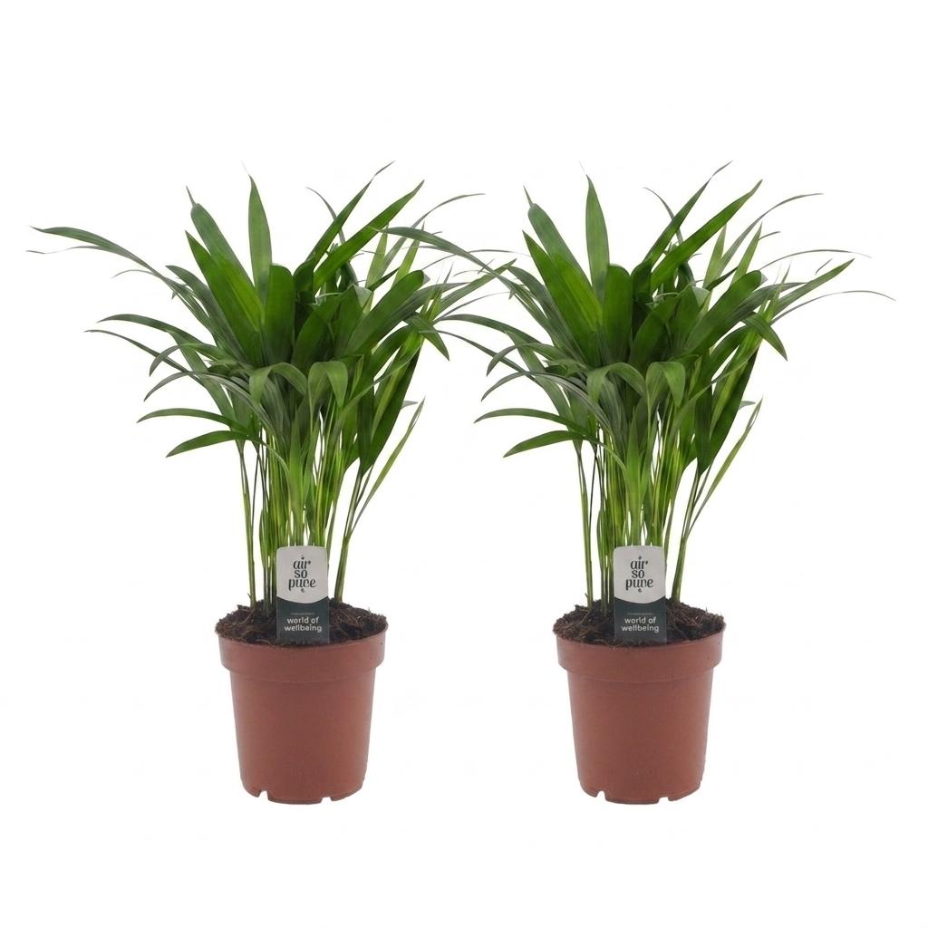 Areca Lutescens - Palma di Betel - 2 Piante - Vaso 12cm - Altezza - 45cm