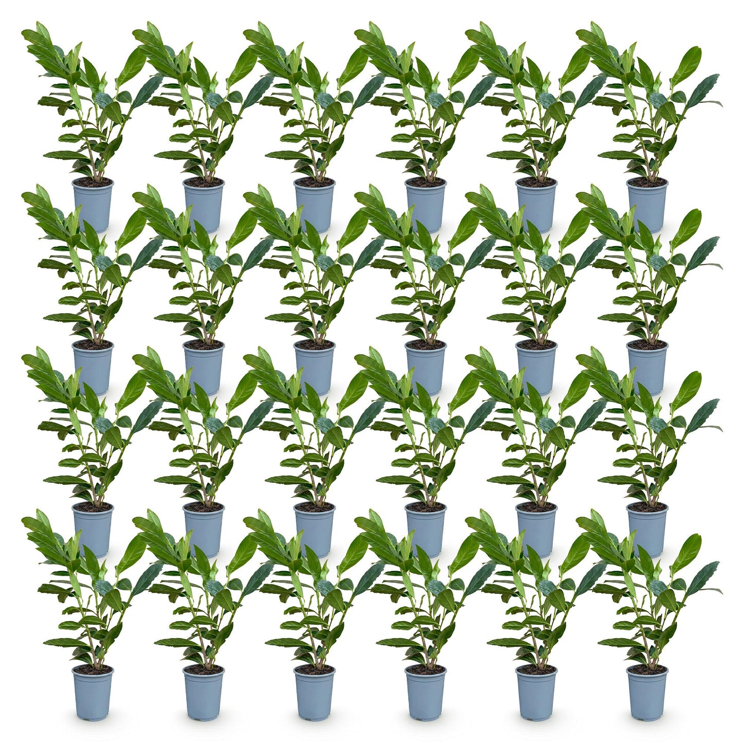 Green BoutiQ - 24x Prunus laur. Caucasica - Cherry Laurel - Hedge Plants - Evergreen - Green - 9cm Pot - Height 25-35cm