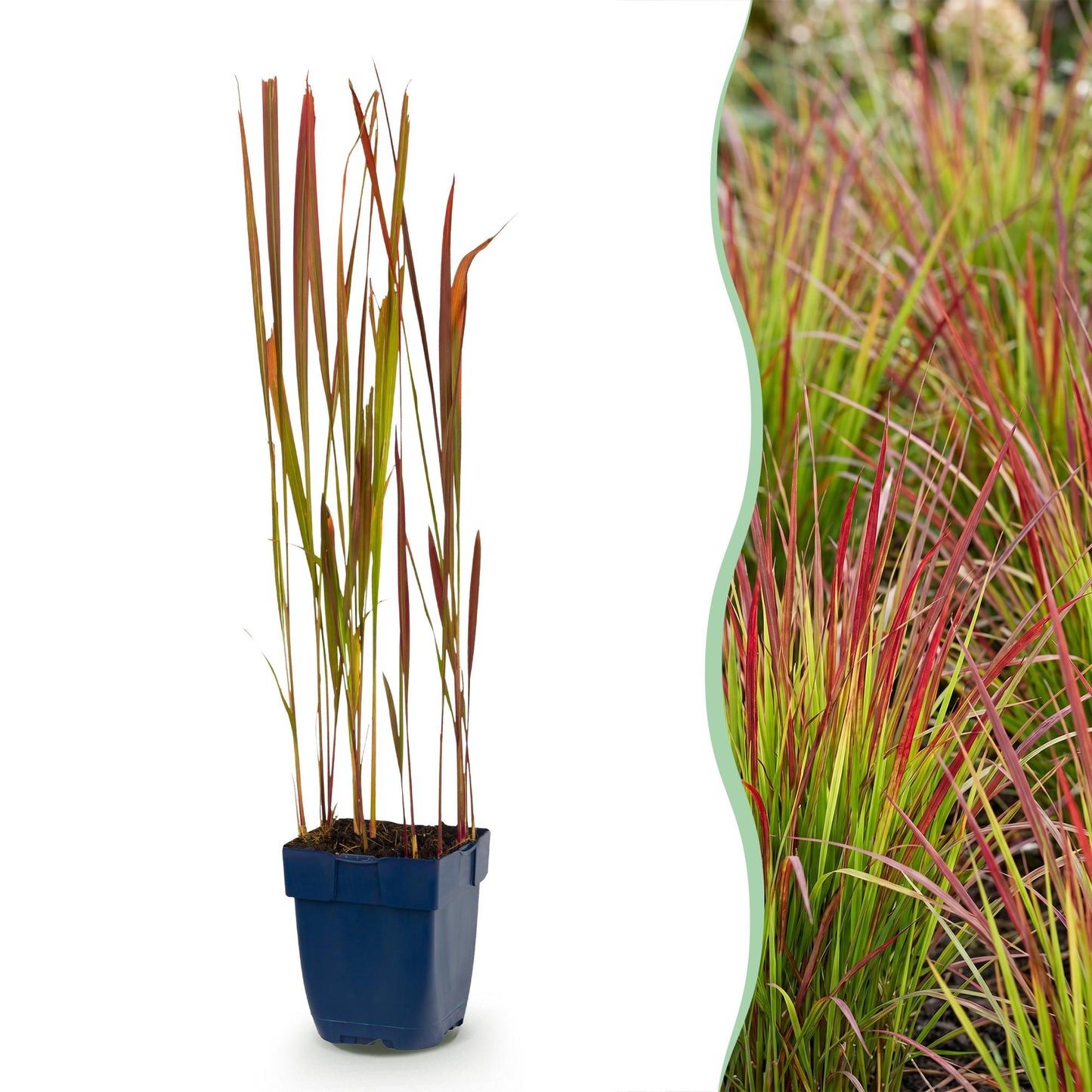 Grassen - Imperata cylindrica Red Baron - Japans bloedgras - Rode uitlopers - Rood - 12 Planten - Pot 11cm - Hoogte 15-25cm