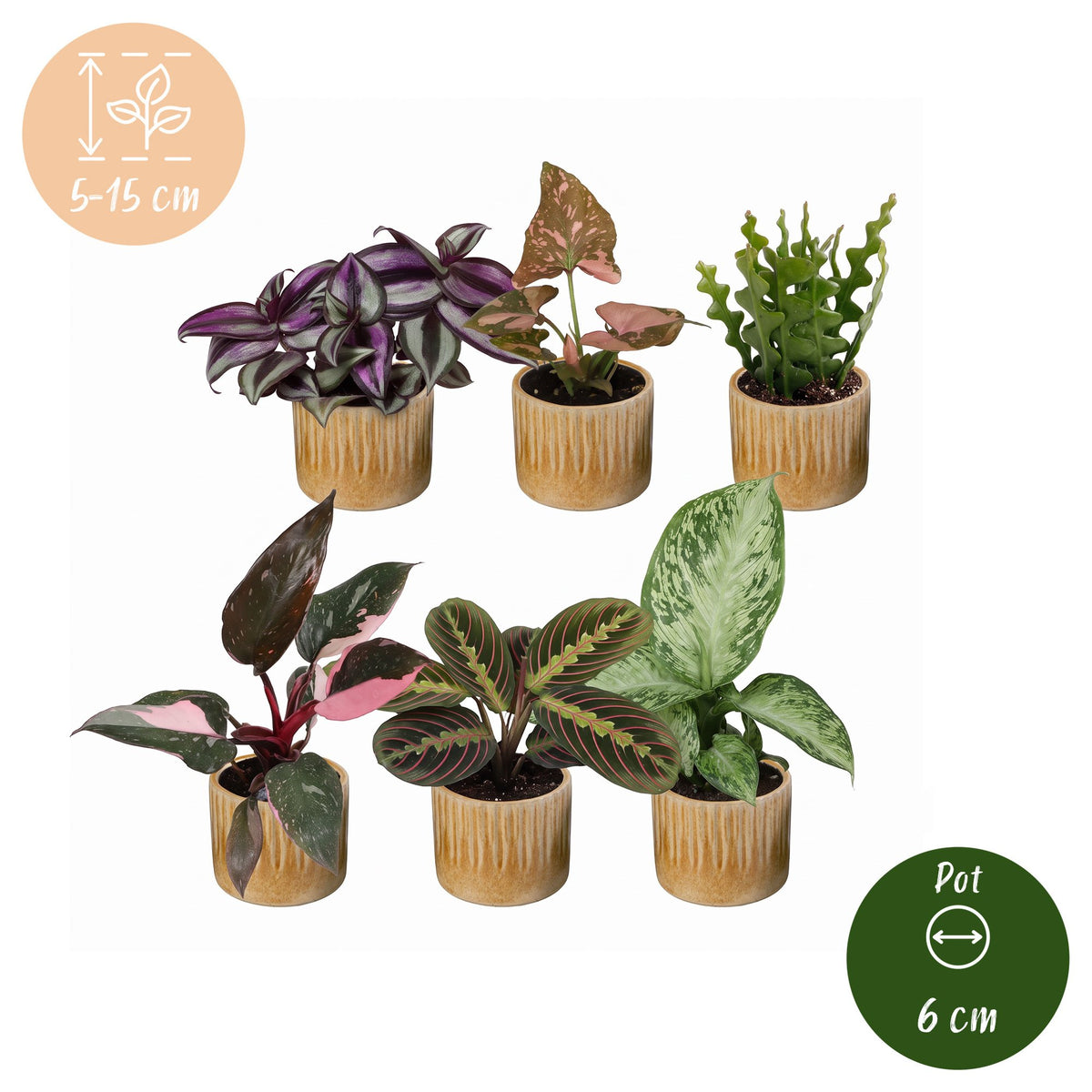 6x Baby Plant Surprise Box - Assorted - Tropical - incl. Linnea Honey - Ø6cm - ↕5-15cm