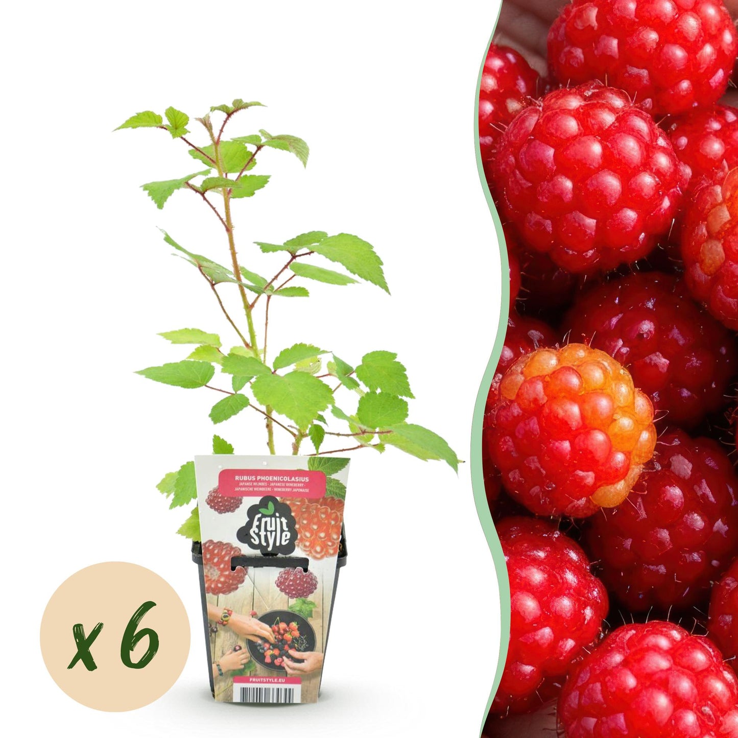 Piante da frutto - Lampone giapponese - Rubus Phoenicolasius - Resistente al freddo - 6 piante - Vaso 9 cm - Bacca rossa
