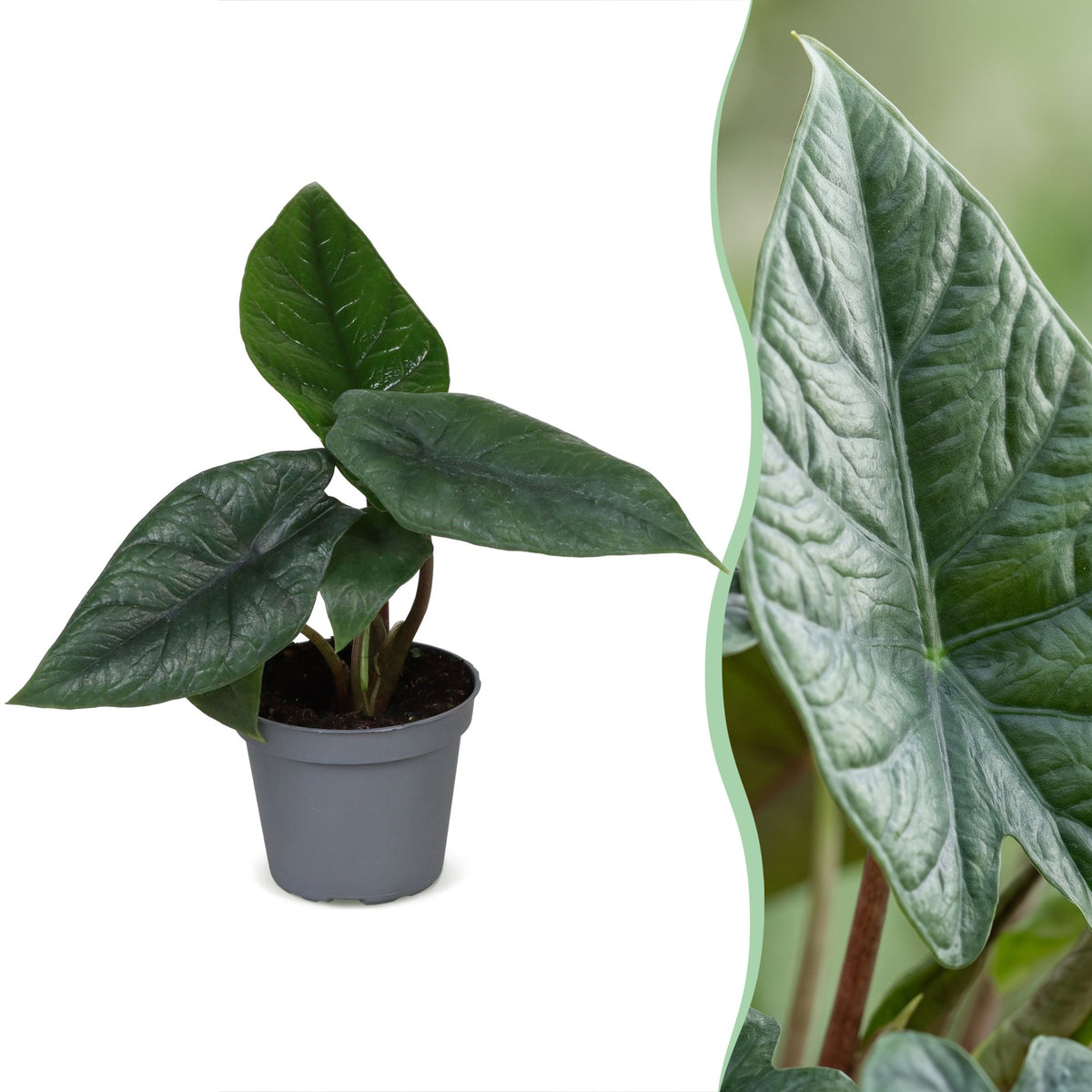 Alocasia Scalprum - Alocasia Scalprum - Grijs - Tropisch - Ø6cm - ↕15cm