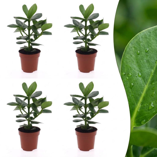 Clusia Princess - Clusia - 4 Plants - Pot 12cm - Height - 40cm