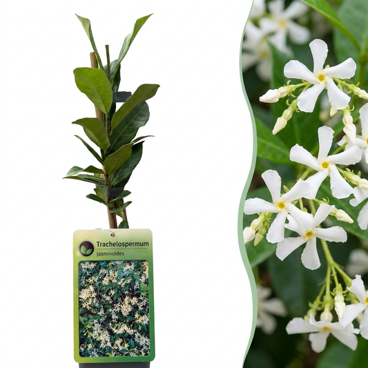 6x Trachelospermum jasminoides - Sternjasmin - Weiß - Kletterpflanze - Ø9cm - ↕35cm