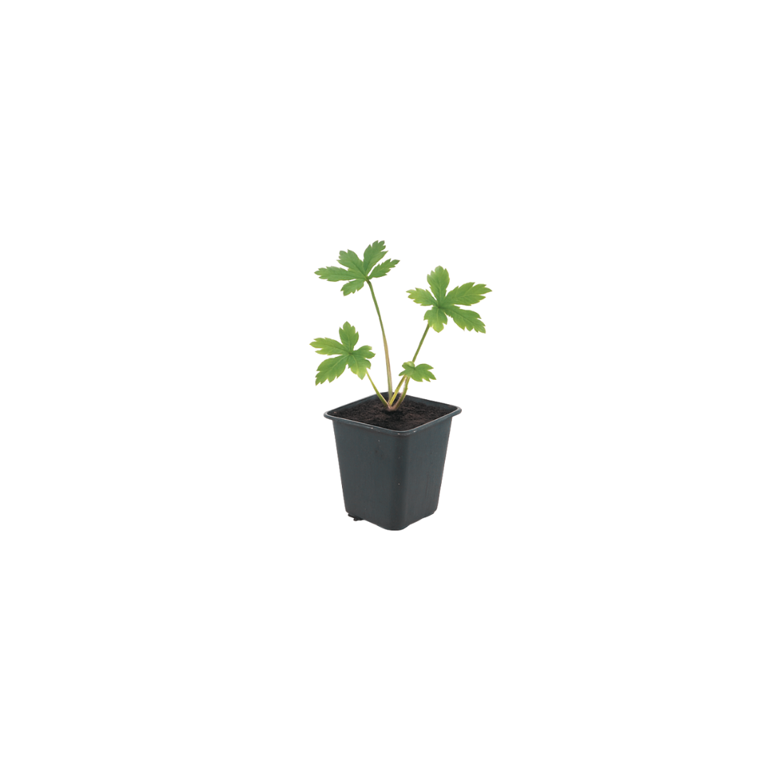 48x Astrantia major - ↕10-25cm - Ø9cm