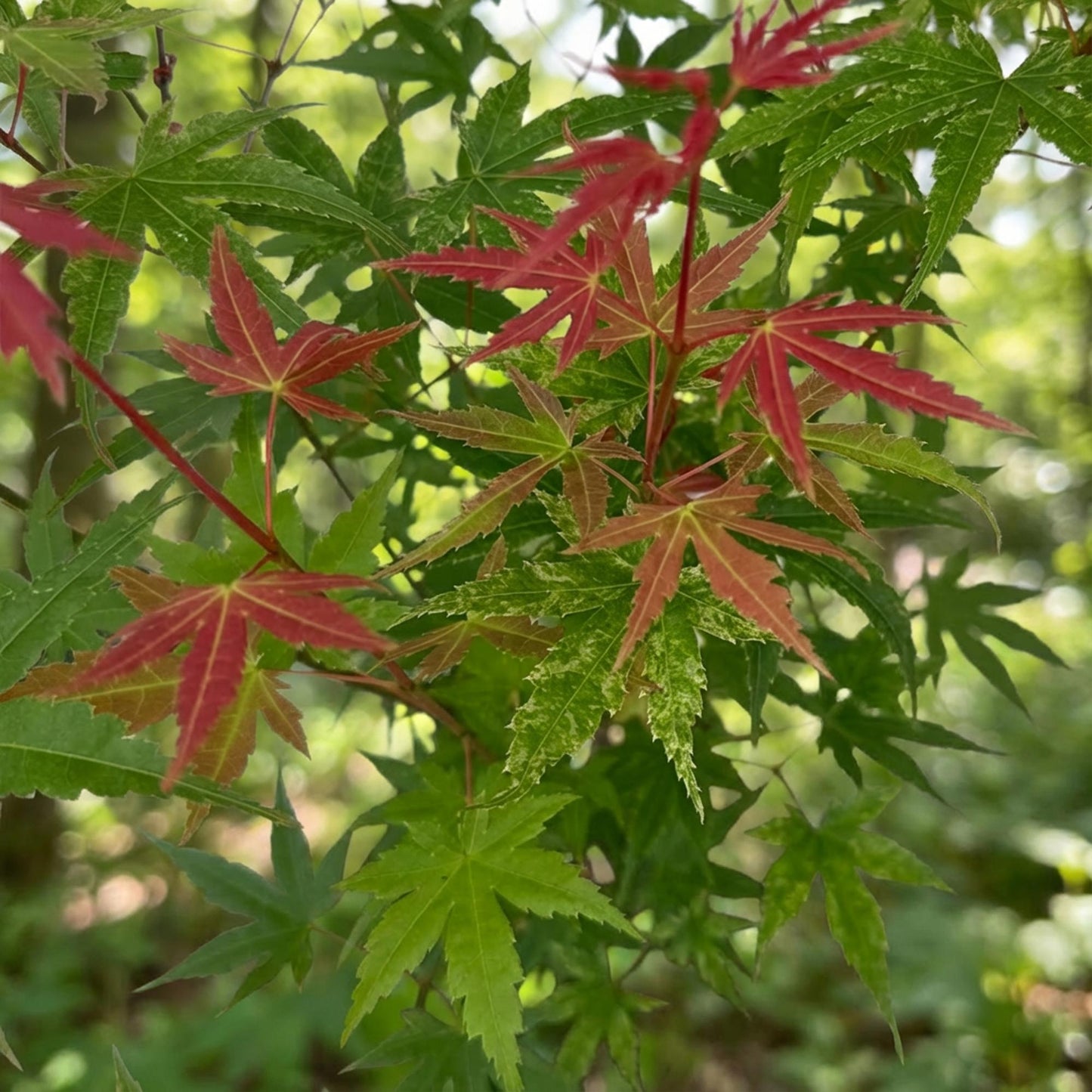 Garden plant - Acer palmatum Phoenix - Japanese Maple - Deciduous - Green - Red - 1 - Pot 26cm - Height 90cm