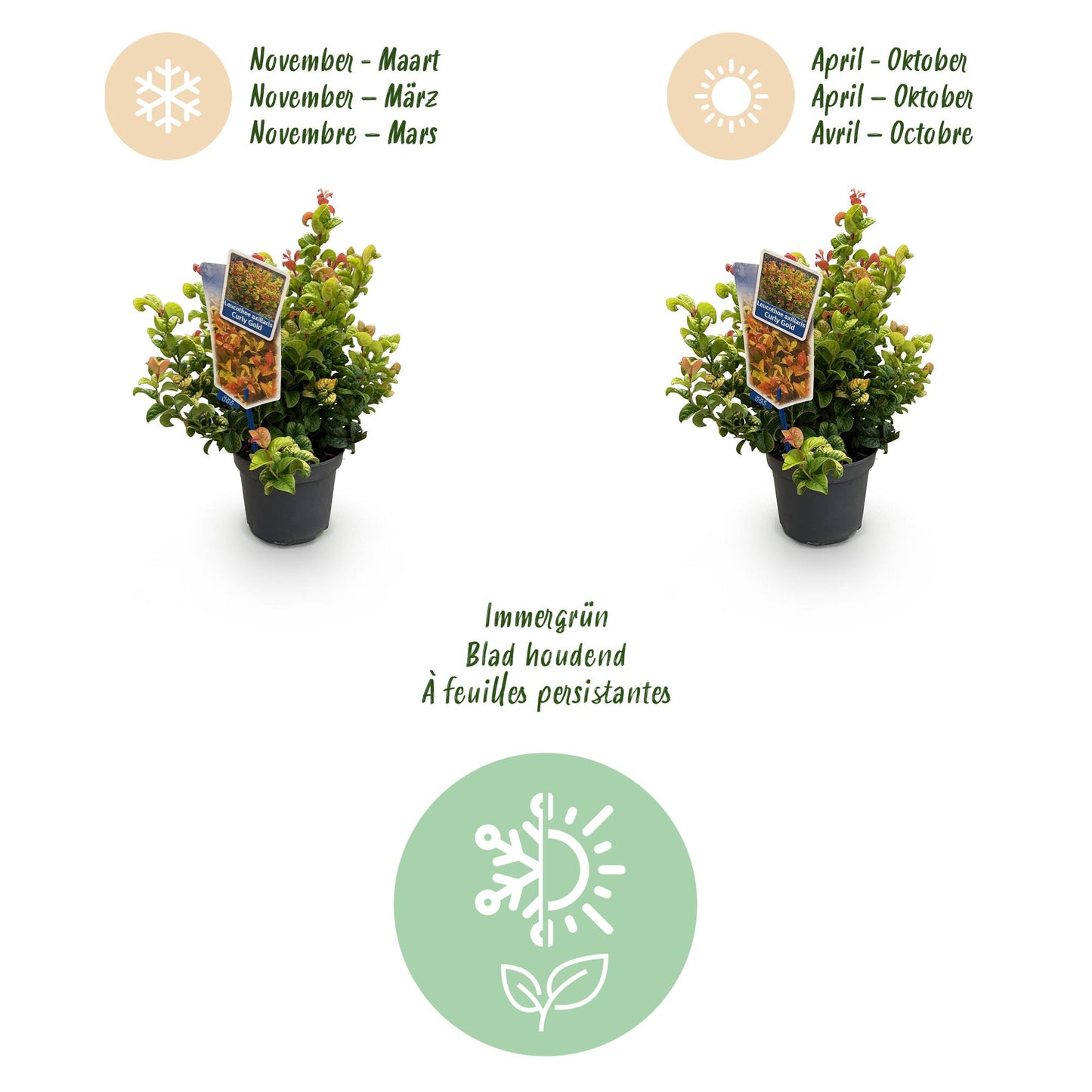 Tuinplant - Leucothoe Curly Gold - Geel - 1 Plant - Groenblijvend - Weinig Onderhoud - Pot 17cm Hoogte 40cm