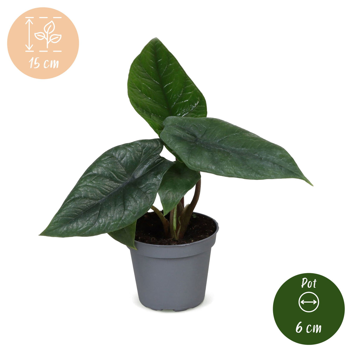 Alocasia Scalprum - Alocasia Scalprum - Grijs - Tropisch - Ø6cm - ↕15cm