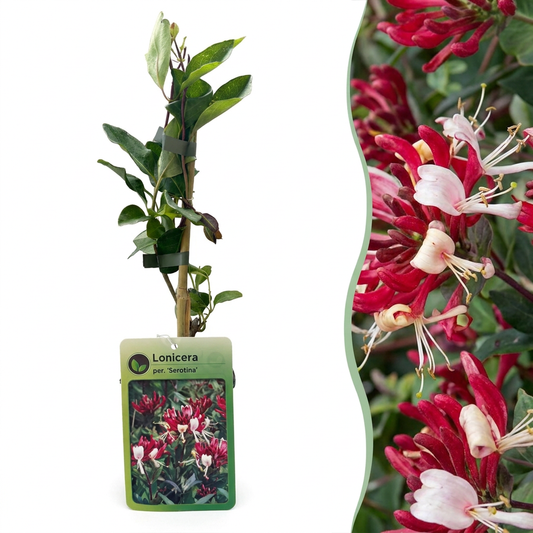 4x Lonicera per. 'Serotina' - Geißblatt - Violett - Gelb - Kletterpflanze - Ø9cm - ↕35cm