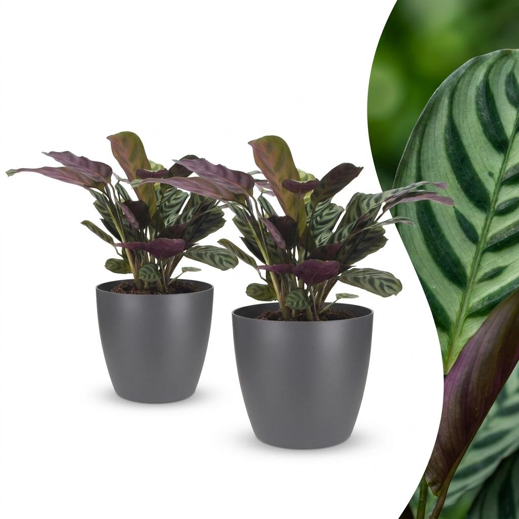 Ctenanthe Burle-Marxii - Fishbone Prayer Plant - 2 Plants - with Grey Pot - Pot 12cm - Height 30cm