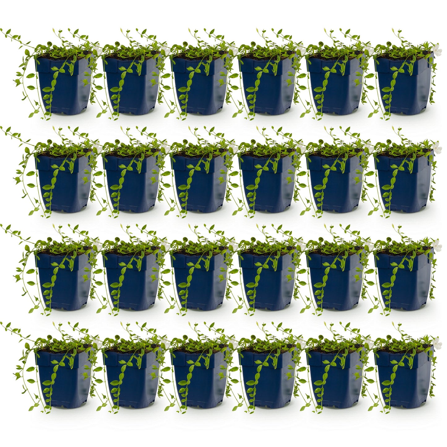 Vasteplant - Vinca minor Alba - Maagdenpalm - Bodembedekkend - Wit - 24 Planten - Pot 11cm - Hoogte 15-25cm
