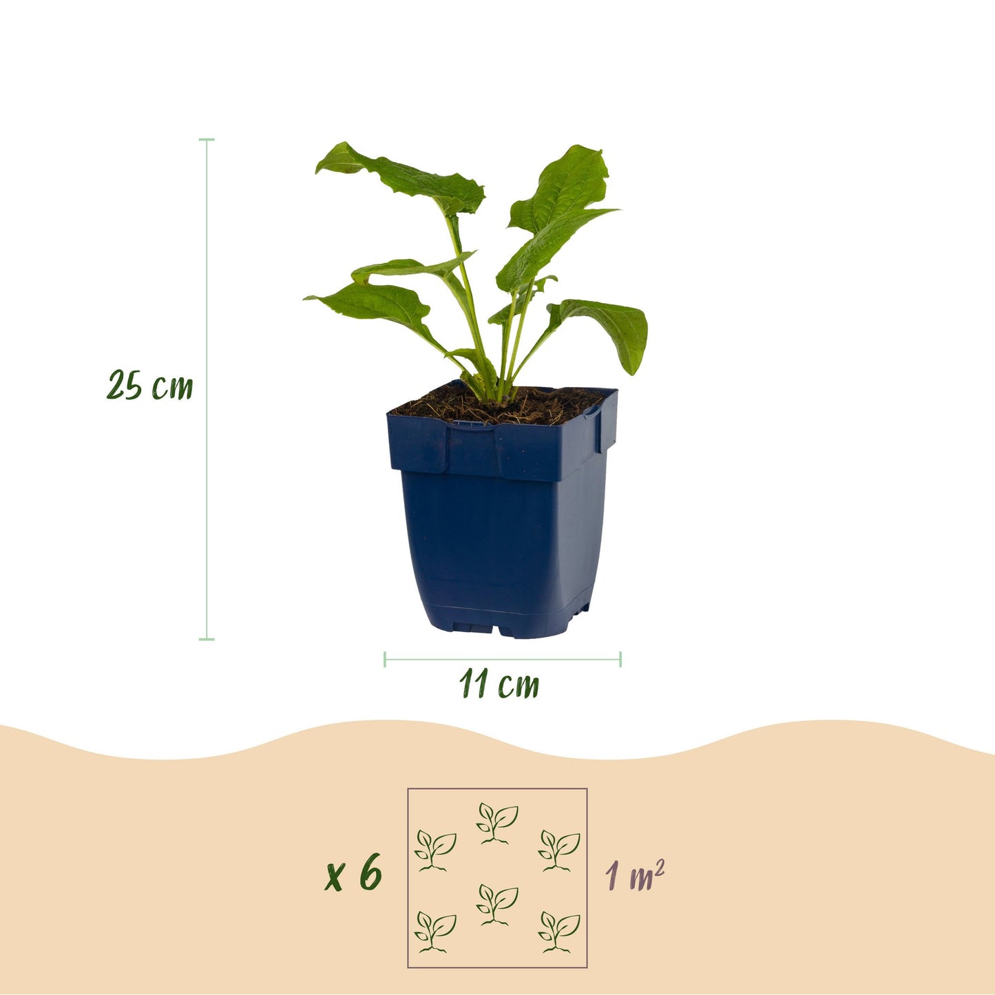 Perennial - Echinacea purp. Magnus - Coneflower - Bee and butterfly attractors - Pink - 12 Plants - Pot 11cm - Height 15-25cm
