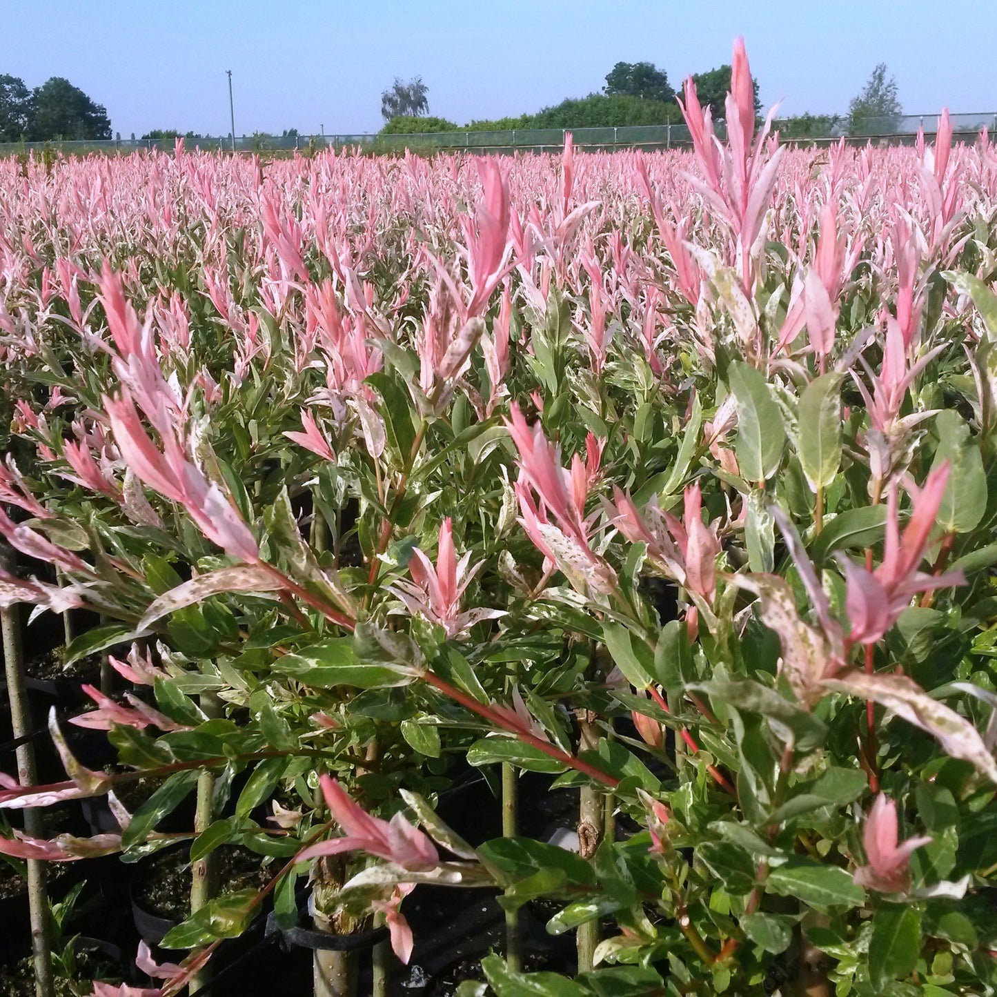 4x - Salix Flamingo - Ø17cm - ↕40-50cm