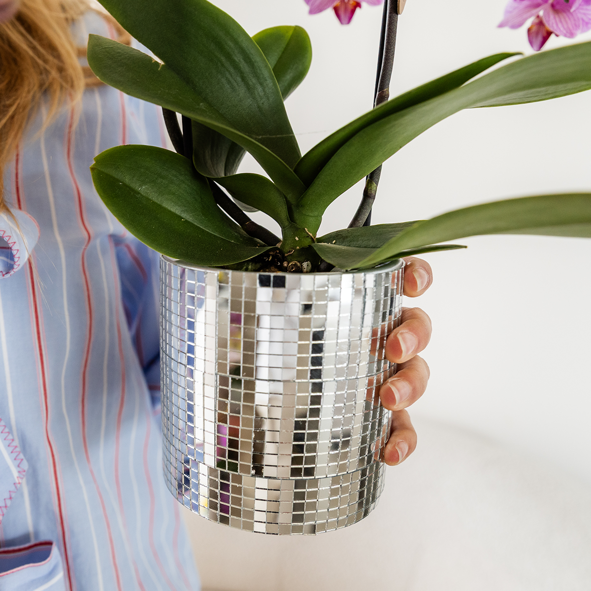 Hummingbird Orchids | Purple Vienna orchid + Disco decorative pot – pot size Ø9cm | flowering houseplant – fresh from the grower