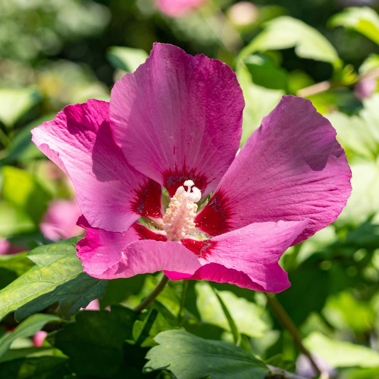 Green boutiQ - Plante de jardin - Hibiscus syriacus Woodbridge - Hibiscus de jardin - Résistant à l'hiver - Rose - 3 Plantes - Pot 17cm - Hauteur 45cm