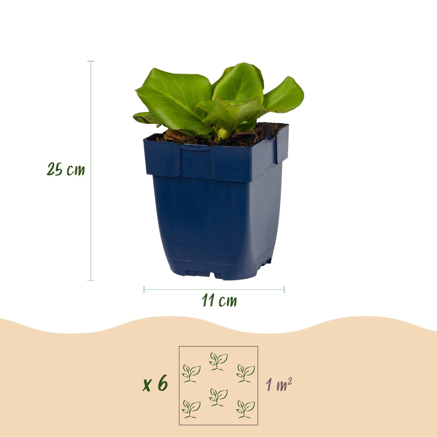 Pianta perenne - Bergenia cordifolia - Pianta della bergenia - Ombra - Rosa - 6 piante - Vaso 11 cm - Altezza 15-25 cm