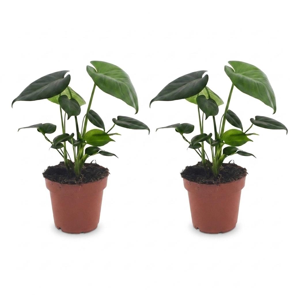 Monstera Deliciosa - Swiss Cheese Plant - 2 Plants - 12cm Pot - Height - 30cm