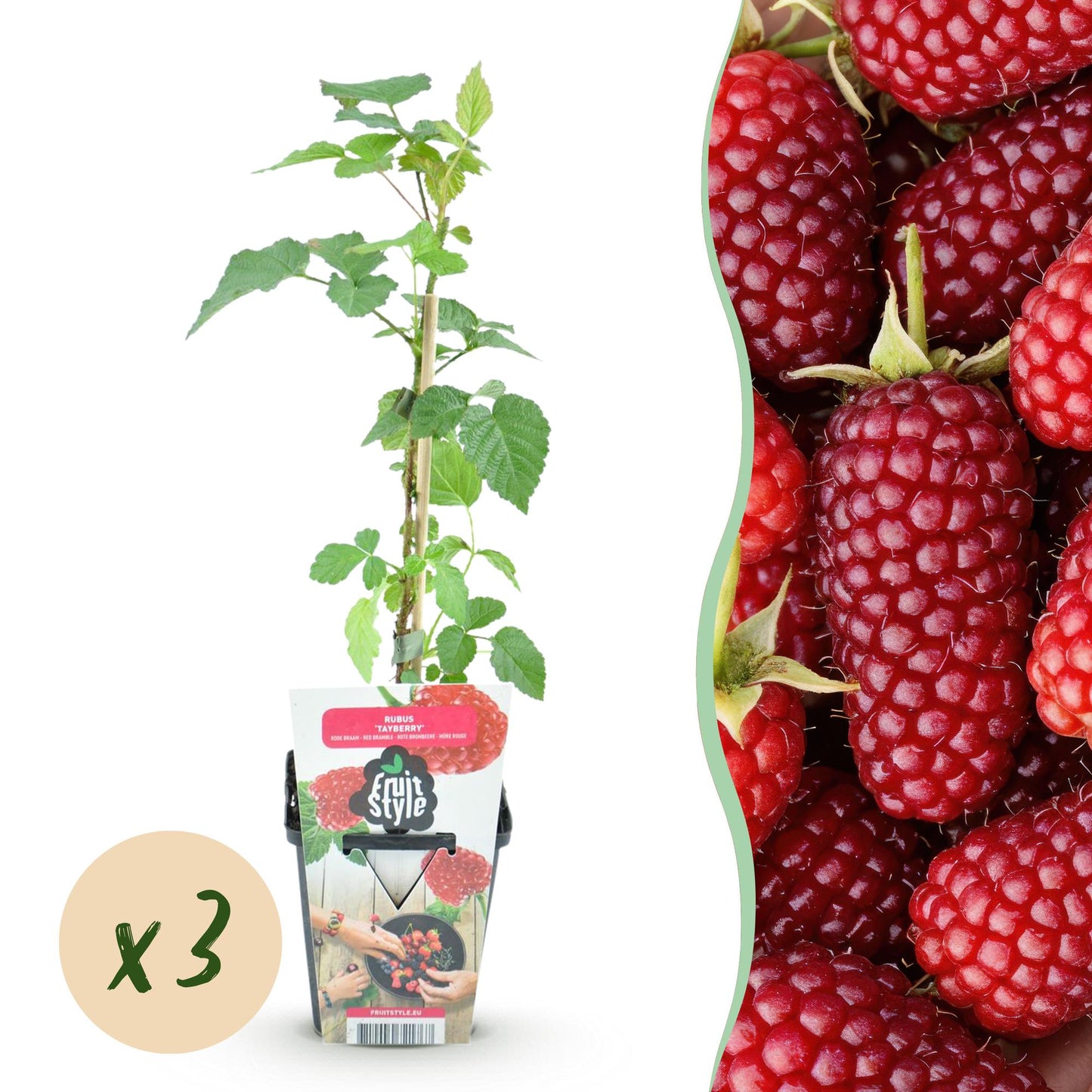 Green boutiQ - Fruit plants - Taybes - Rubus Tayberry - Winter hardy - 3 Plants - Pot 9 cm - Red Berry