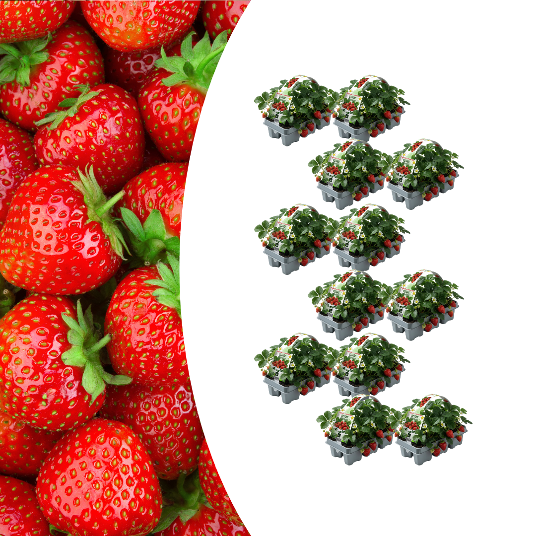 Aardbeien 6 pack (Fragaria) 100% biologisch