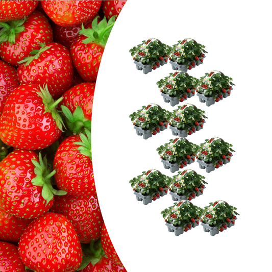 Aardbeien 6 pack (Fragaria) 100% biologisch