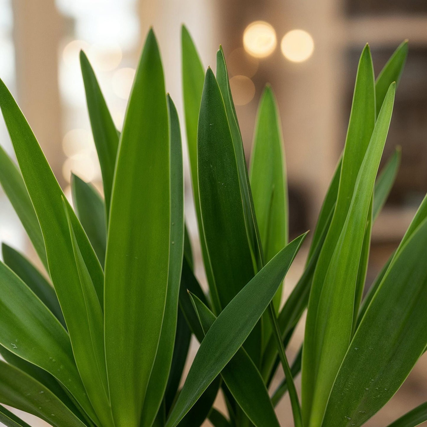 Houseplant - Yucca elephantipes - Yucca - Low maintenance - Green - 2 - Pot 14cm - Height 55cm