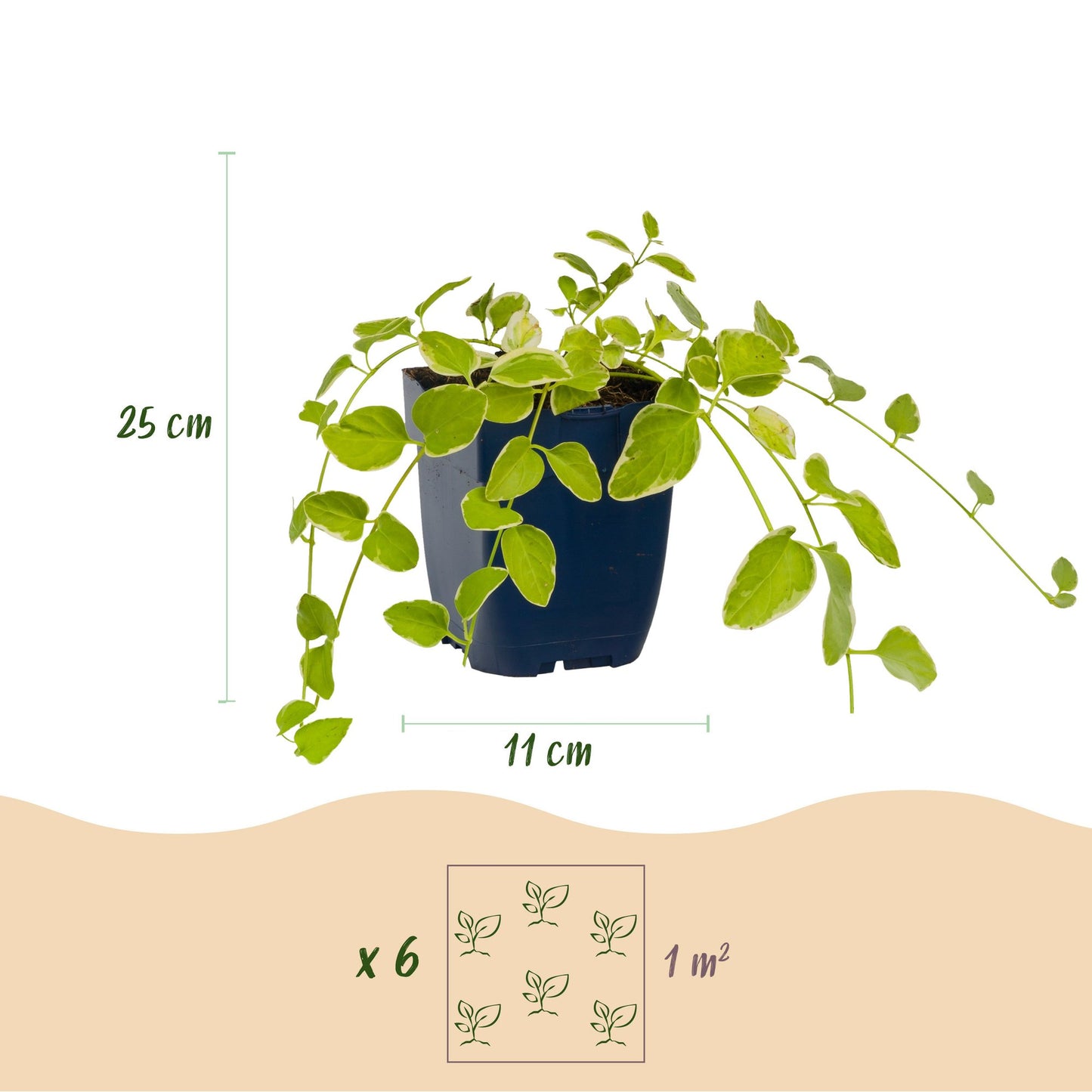 Perennial - Vinca major Variegata - Periwinkle - Ground Cover - Blue - 24 Plants - 11cm Pot - 15-25cm Height