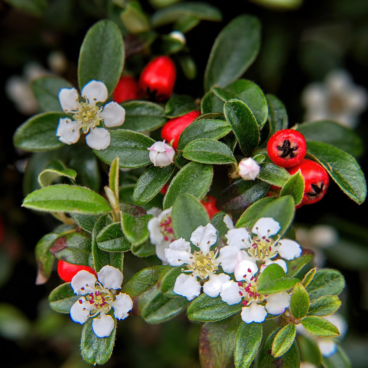24x Cotoneaster dam. 'Major' - ↕25cm - Ø9cm