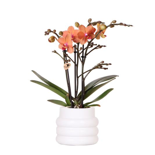 Orchidee colibrì | Orchidea Phalaenopsis arancione - Minerale Bolzano + Vaso a bolle bianco - dimensioni vaso Ø9cm | pianta d'appartamento in fiore - fresca dal coltivatore