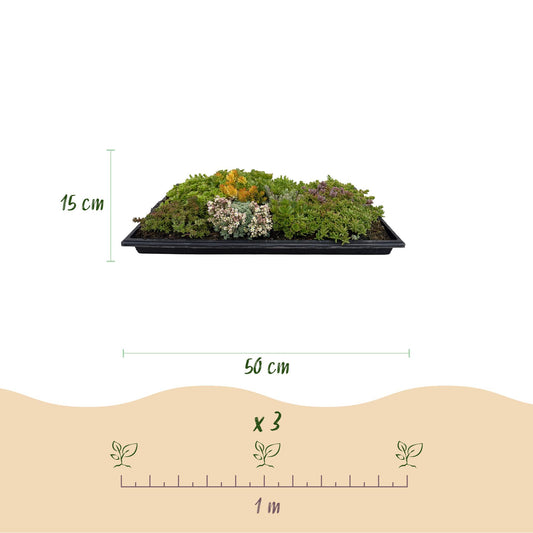 Green boutiQ - Bodembedekker - Winterhard - Sedum mat - Bestaat uit 10 soorten - X4 - Weinig Onderhoud - Lengte 50 Breedte 30