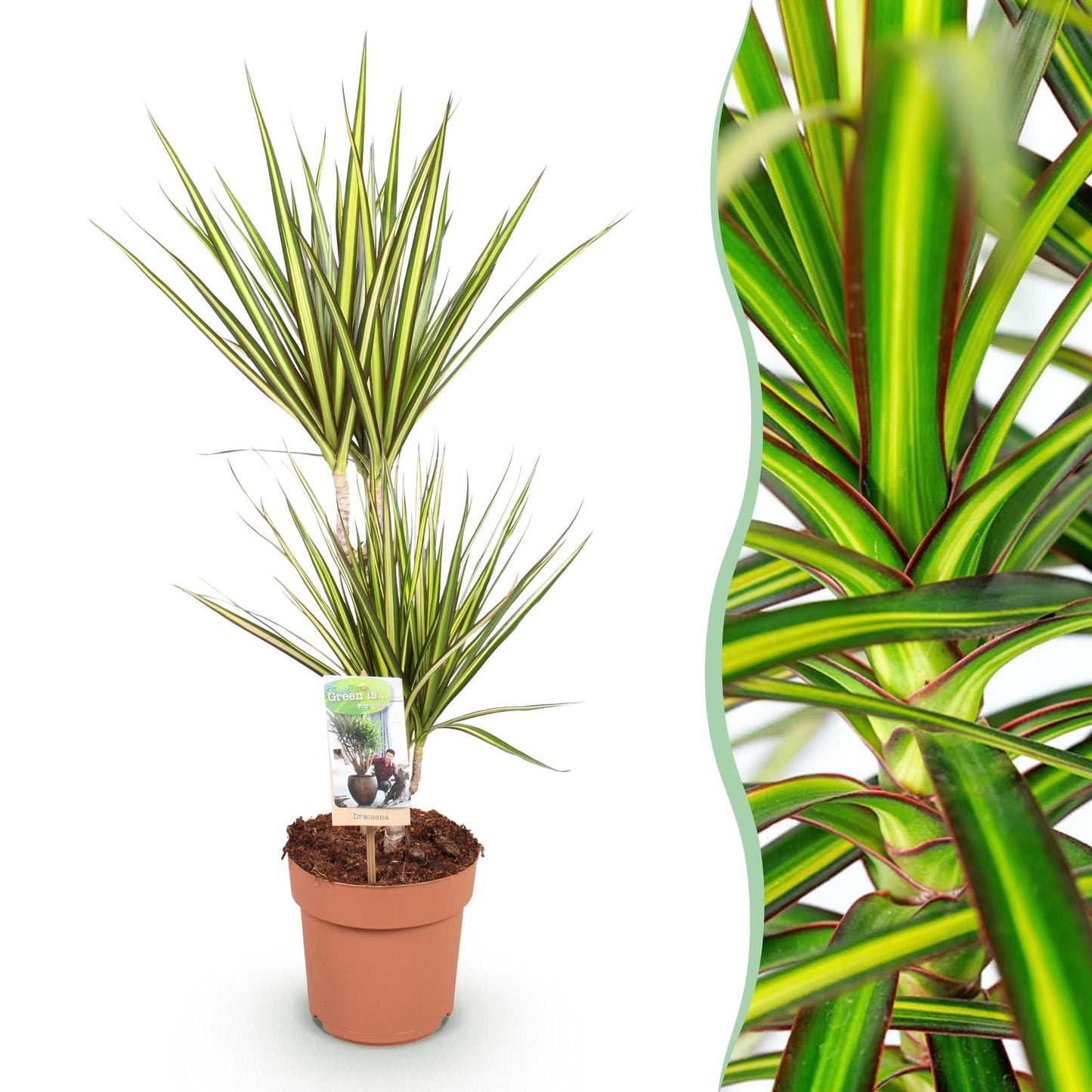 Green BoutiQ - Green is... Houseplants - Dracaena Sunray - Dragon Blood Tree - Low maintenance - Green - 1 Plant - Pot 17cm - Height 70-75cm